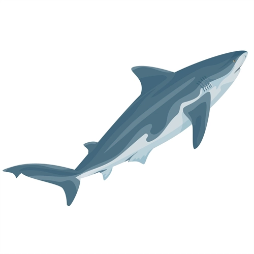 Under the Sea Theme Bull Shark Transparent Sticker
